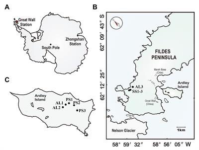 Effects of Sea Animal Activities on Tundra Soil Denitrification and nirS‐ and nirK-Encoding Denitrifier Community in Maritime Antarctica